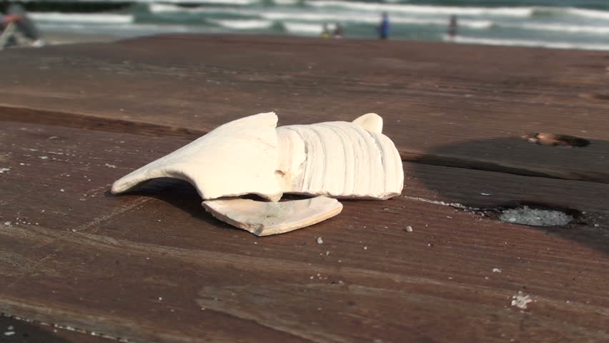 Sea shell on a beach