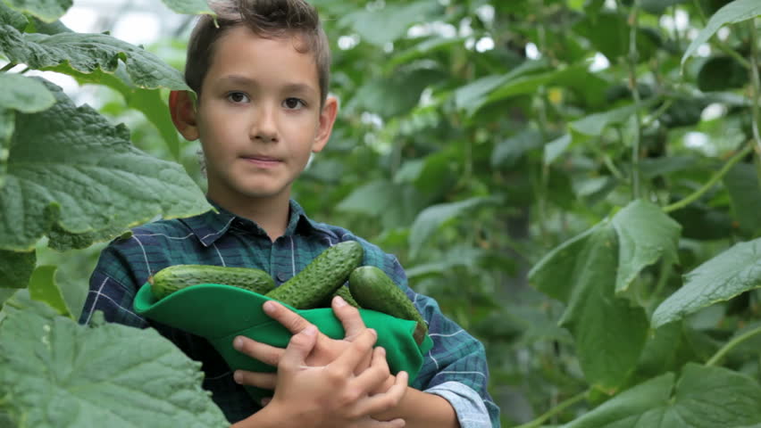 Cute little boy with heap of cucumbers eating one in the greenhouse 