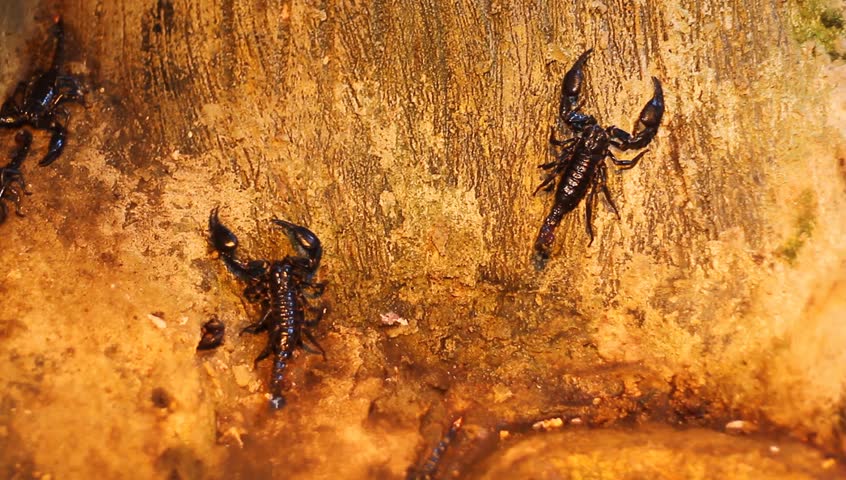 Scorpions crawling