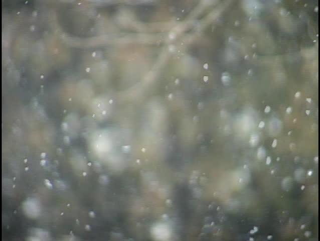 snow sprinkling in forest 2