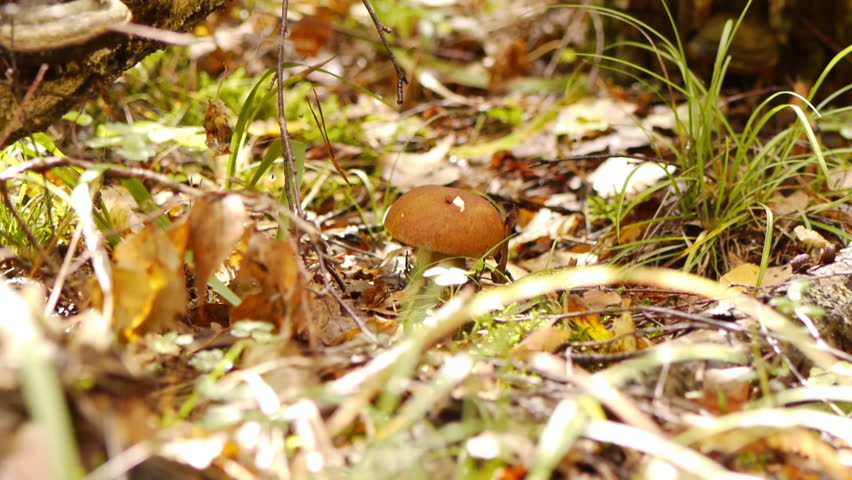 Collecting mushrooms in autumn forest