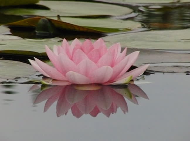 Lotus floating on water 10 Loop Slow Motion 210fps