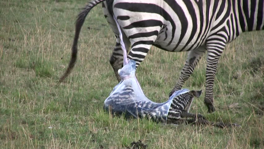 A zebra giving birth