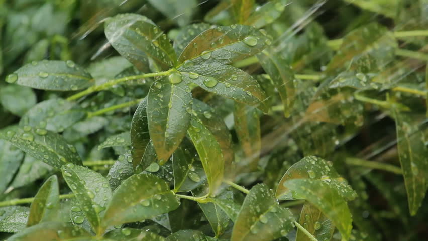 Beautiful rain drop on green plant leaves