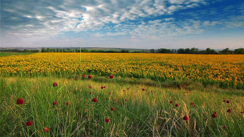 summer landscape - field of sunflowers on a background cloudy sky