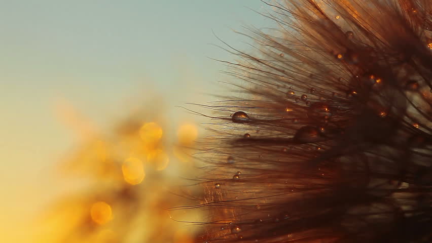 dandelion macro - drops of rain
