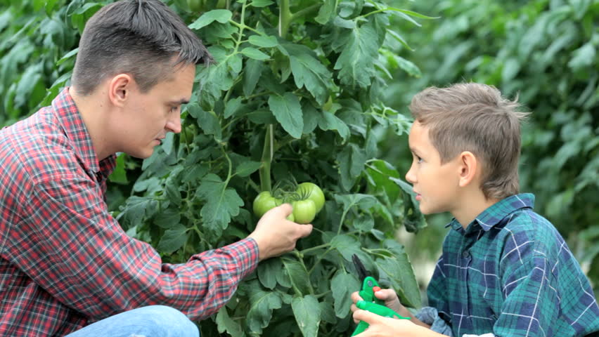 Father telling his son about tomato plant in greenhouse 