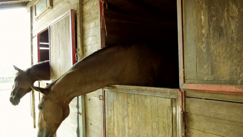 Equestrian sports and animal, thoroughbred horse in stable at riding school