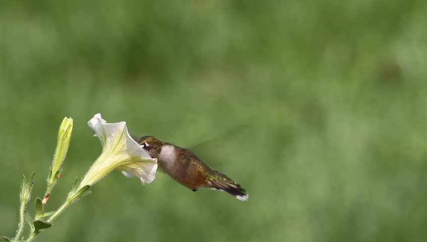 Ruby-throated Hummingbird (archilochus colubris) in flight with a yellow flower and a green background