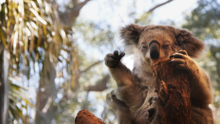 Koala scratching its belly