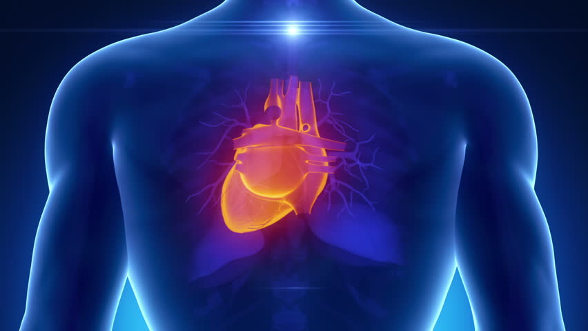 Male scan HEART anatomy in blue x-ray loop