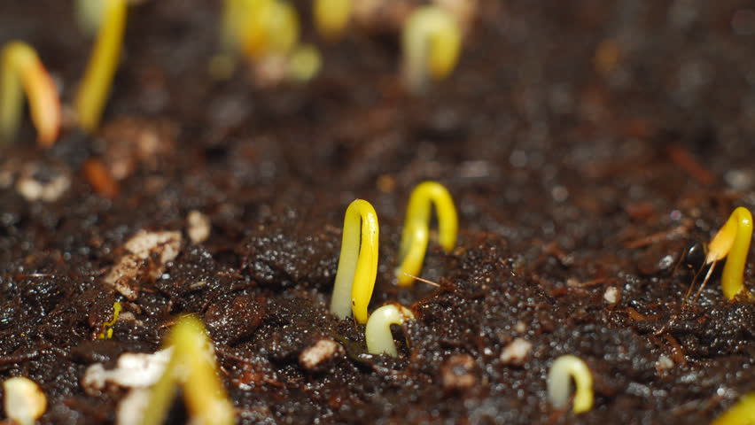 Growing plant. Timelapse  hd video.