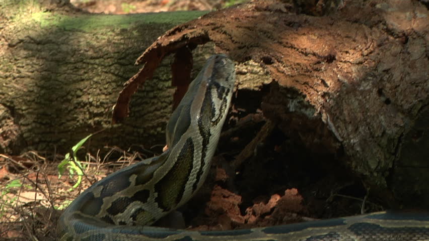 Large Python in Orchard