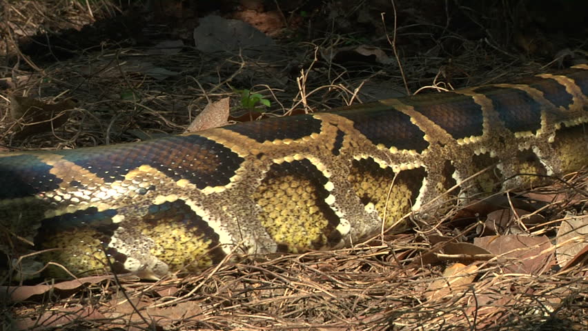 Large Python in Orchard