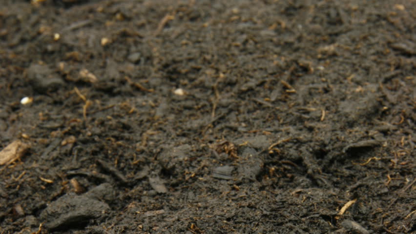 Radish Seeds Growing: Timel apse -part I of II
