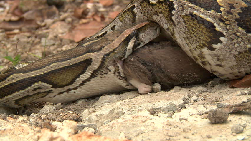 Python Eats Rat in Swamp