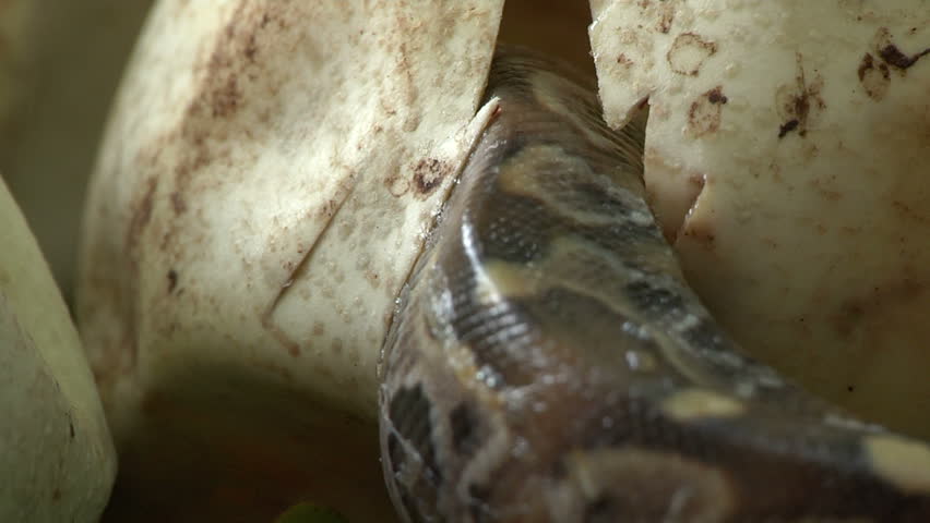 Pythons Hatching