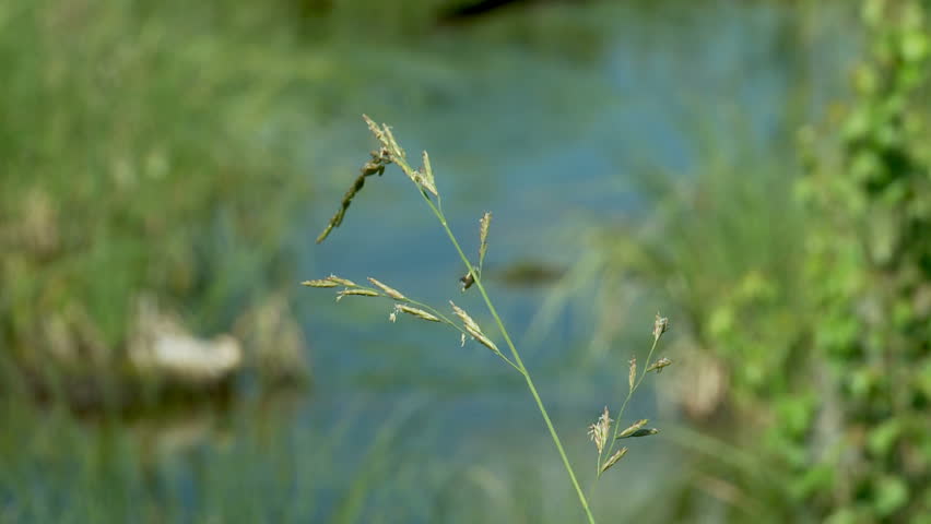 small river