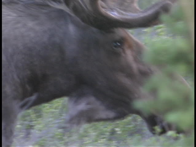 A large moose crosses the road in Alaska.