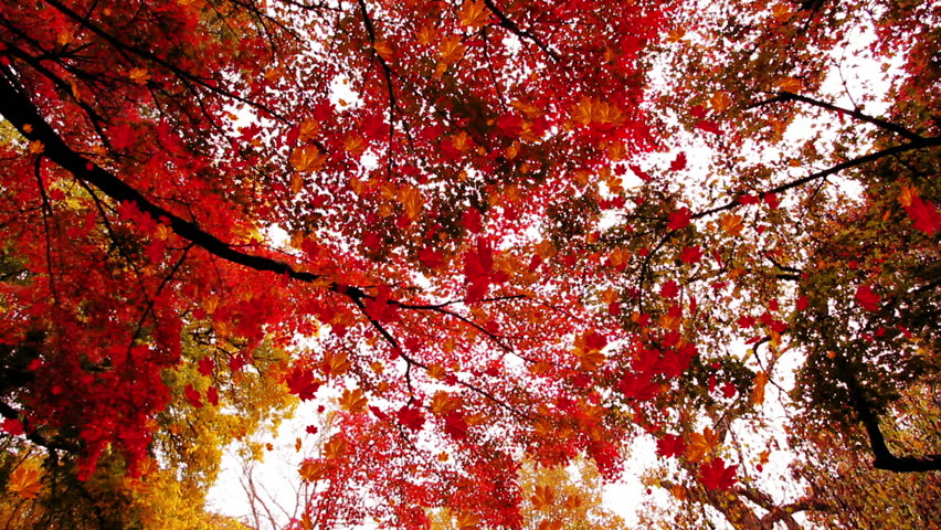 Falling leaves com-posited animation with DOF effect.