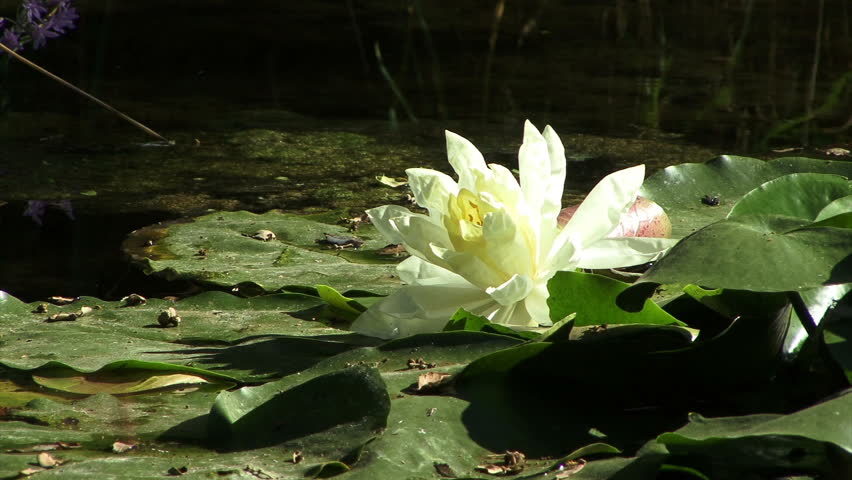 A white lotus flower on a pond.