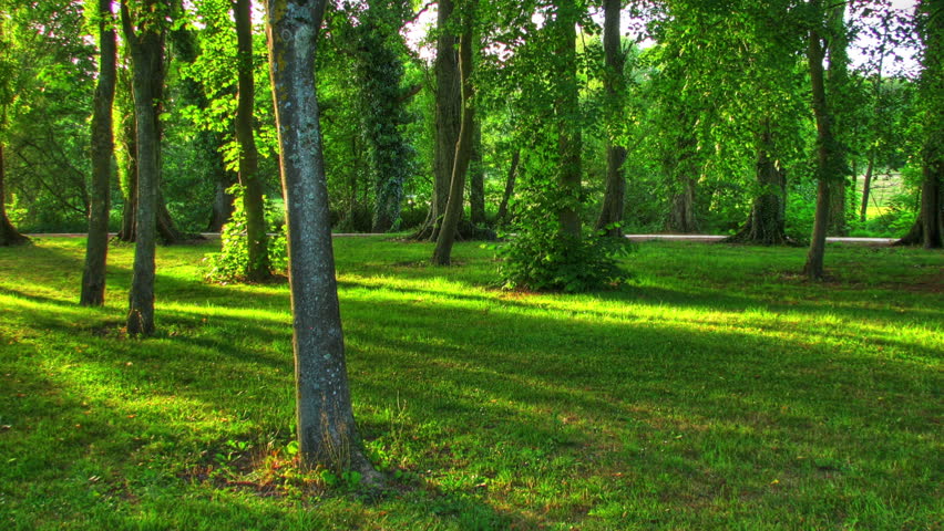 Sunset beams through trees, HD motorized time lapse clip, high dynamic range imaging.