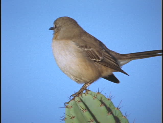 A cactus wren stands on a cactus and sings.