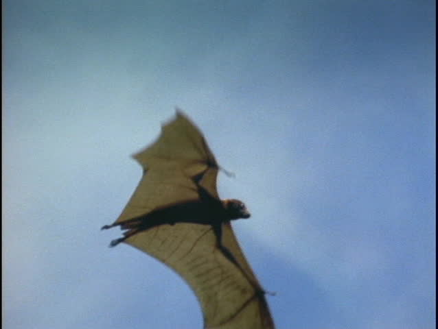 A bat flies over the Indonesian jungle.