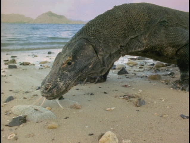 A Komodo dragon investigates a beach.
