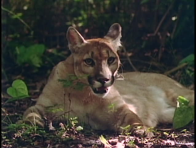 A mountain lion sits in the shade of a tree.