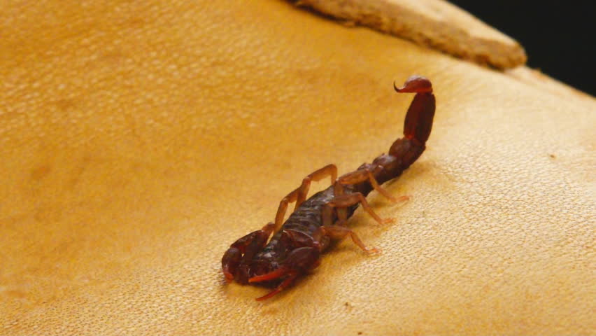 Scorpion (Vejovis carolinianus), Known as the Southern Devil Scorpion, found in the house on bedroom slippers. Cooler September weather moves them inside the house looking for a dark place to hide.