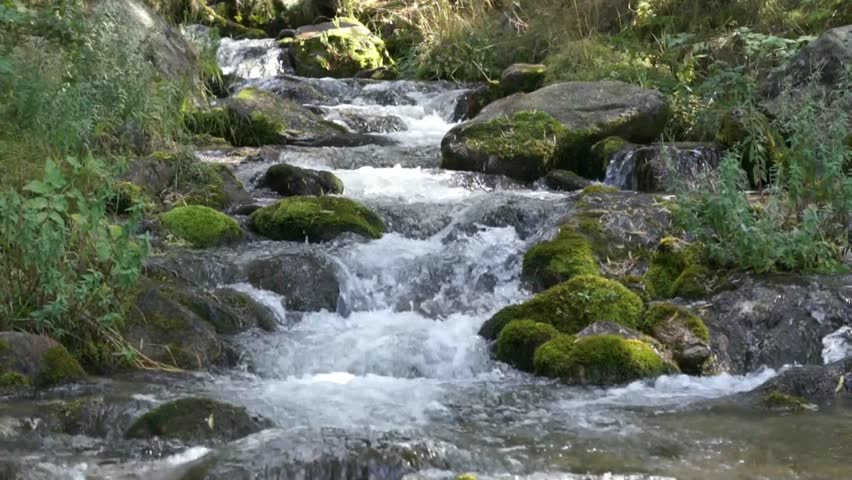 Forest stream running over mossy rocks 