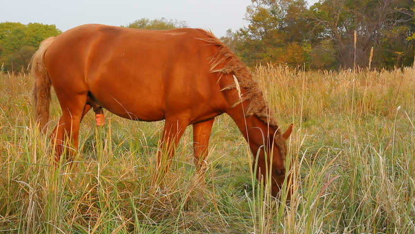 wild horse grazing in the autumn meadow