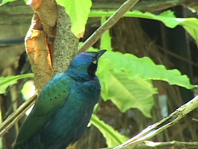A pair of blue and yellow parrots nibble at each other's beaks