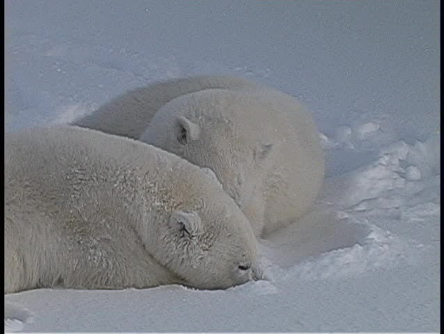 Polar bears lie on the snow and show affection for one another in the Arctic wilderness.