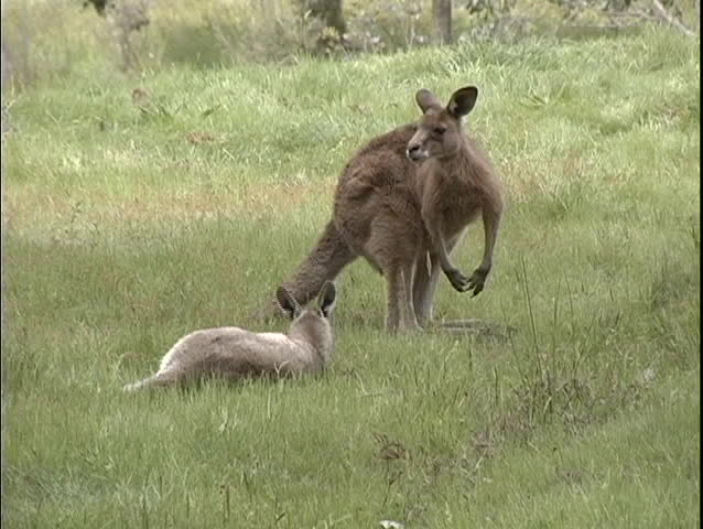 kangaroos rest and eat in a grassy field in Australia.