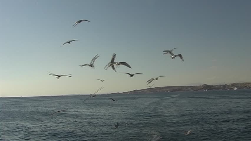 Birds fly behind a boat. DV 16:9 anamorphic
