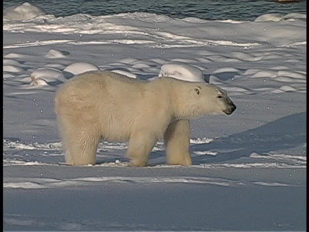 A medium shot of a polar bear sitting in the snow near Churchill, Alaska.