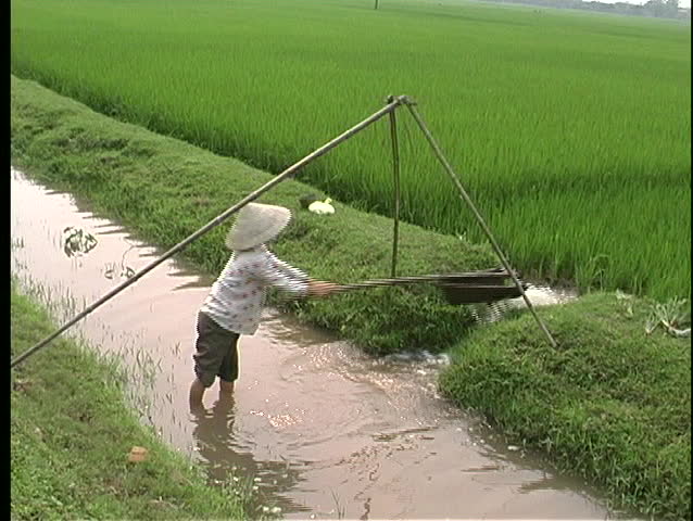A birds-eye view of a woman hand irrigating a crop in Vietnam, Asia.