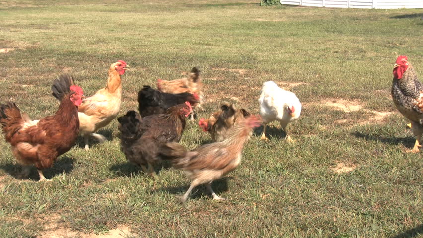 Chickens feeding on bread pieces.