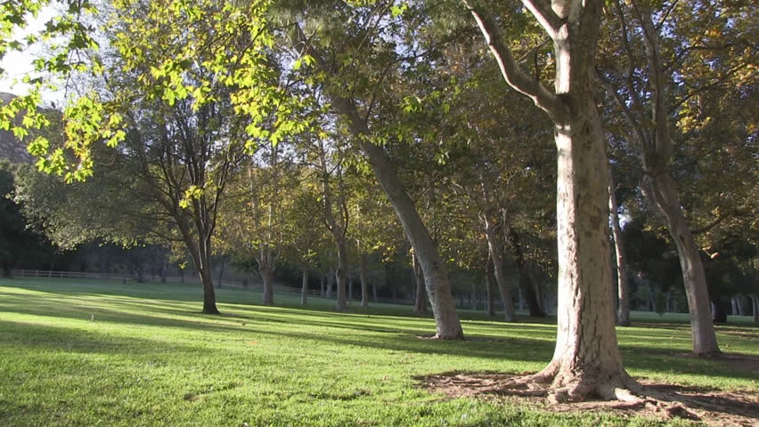 Peaceful park scene with a slight breeze.