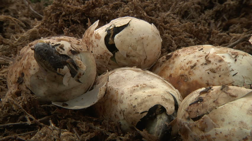 Alligator Eggs Hatching