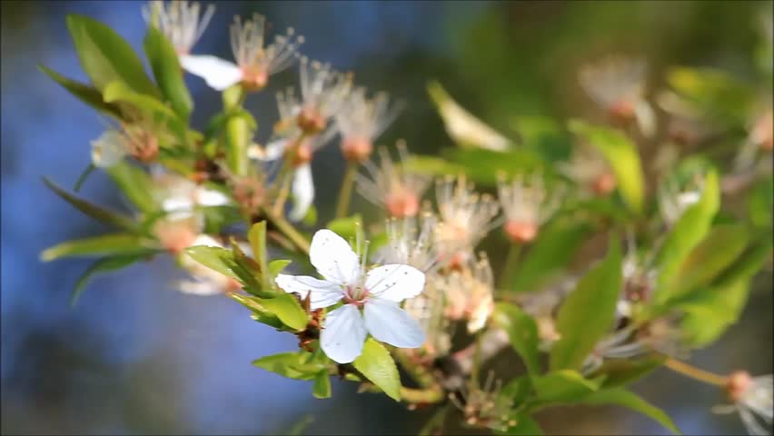 Cherry Flowers Blossoming Time-lapse - Macro Blossom Grow Closeup