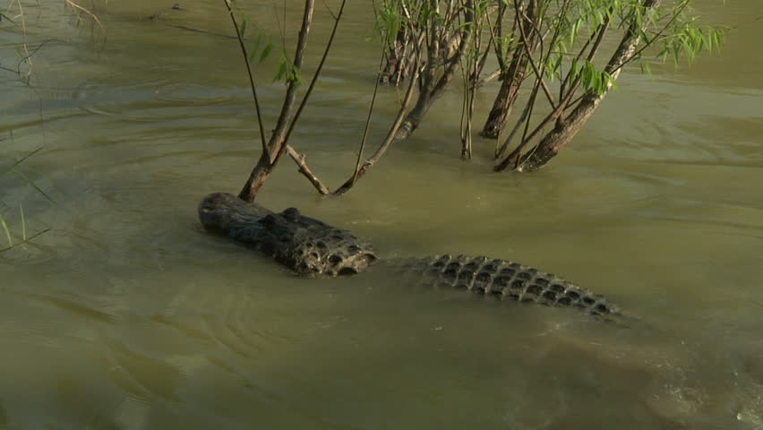 Alligator Mating Aggression