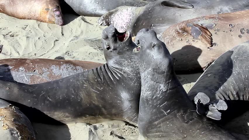 Male Elephant Seals Fight for Dominance at San Simeon, California