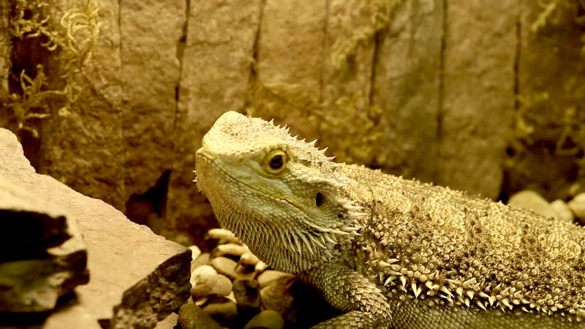 lizard