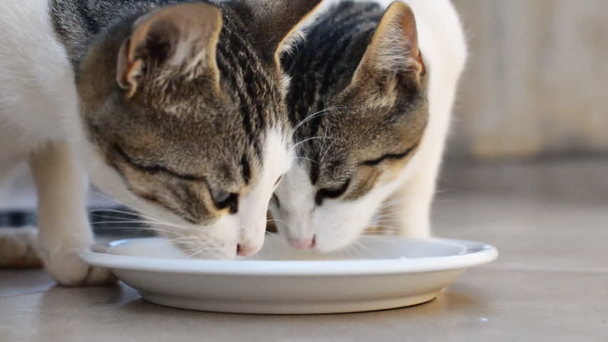 Two Cats Licking Milk From The Same Bowl Stock Footage Video 1690492