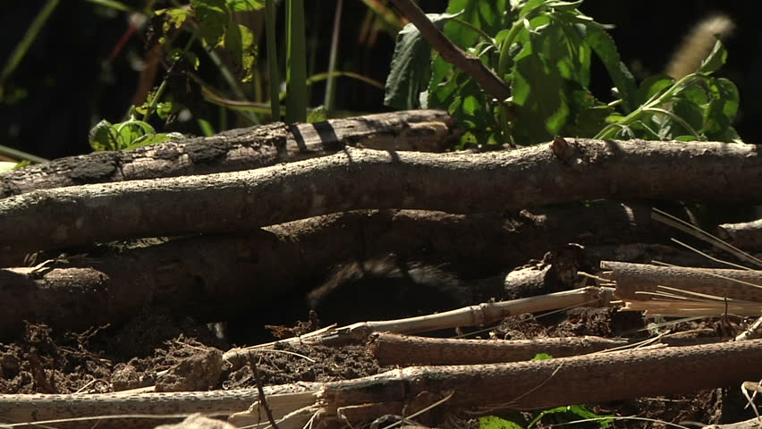 Static ECU of rat emerging from burrow