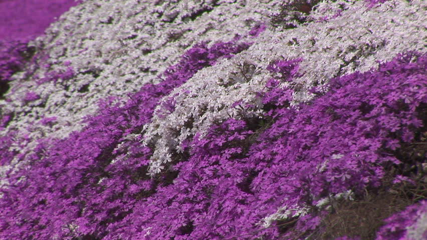 Moss phlox