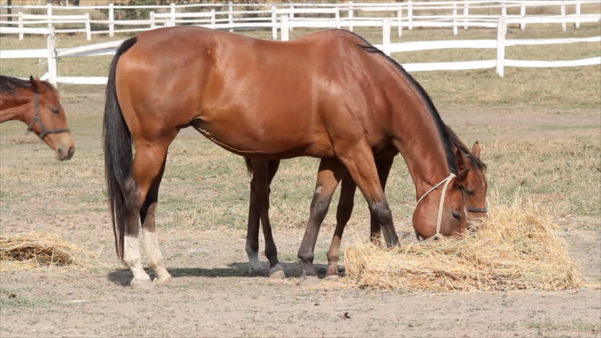 horses eat hay farm scene